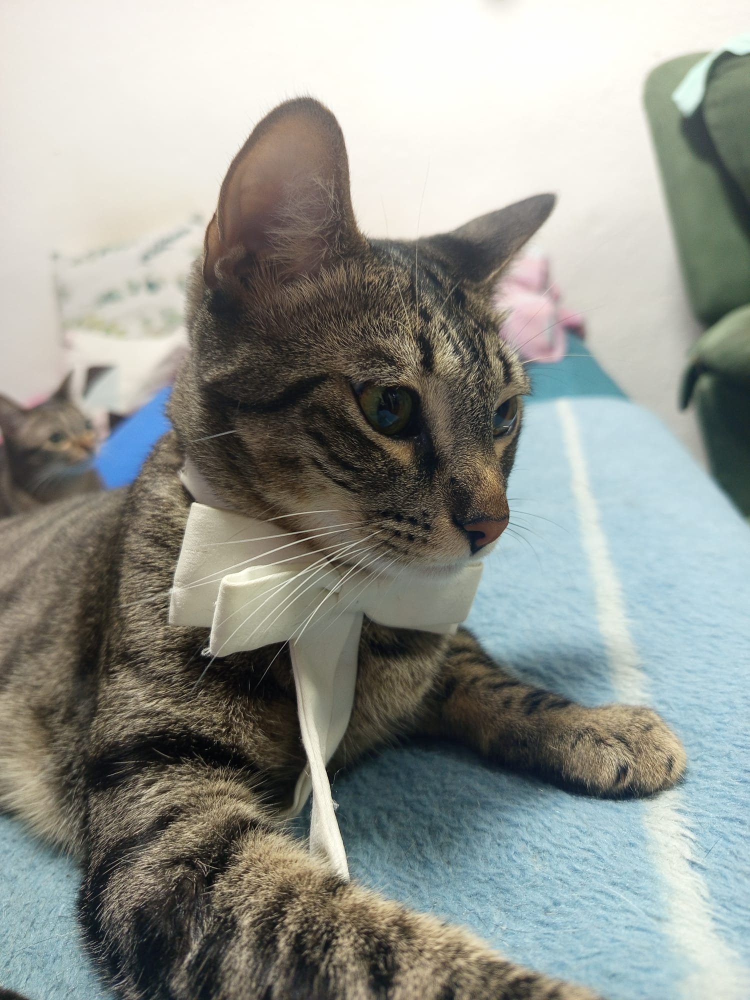 Pancitas llenas, Gatitos Felices